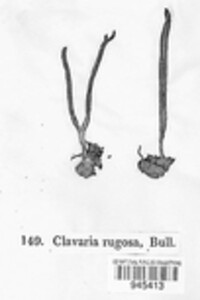 Clavulina rugosa image